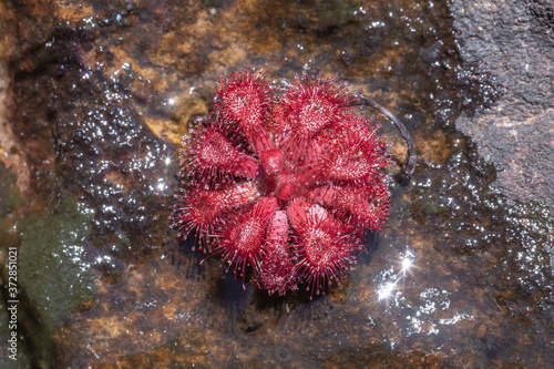 Drosera rubrifolia close to Ceres, Western Cape, South Africa photo