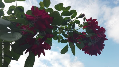 Blumen Rosen Pflanzen Rot lila pink