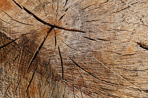 fond bois texture 