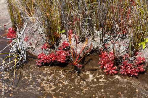 Drosera capensis and Drosera rubrifolia close to Ceres, Western Cape, South Africa photo