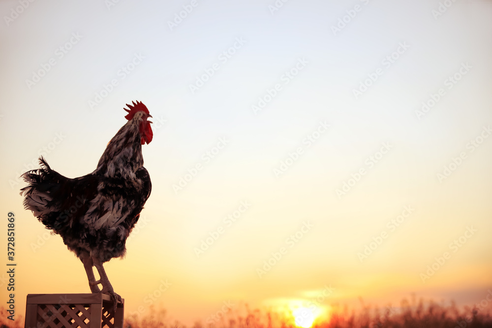 Naklejka Big domestic rooster on wooden stand at sunrise, space for text. Morning time