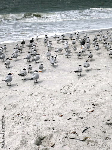 Group of sea gulls at the beach of Lover's Key State Park, Florida