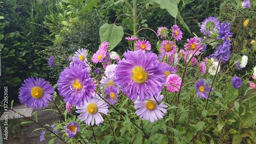 Blumen Rosen Pflanzen Rot lila pink