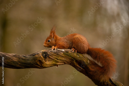 Squirrel, Red Squirrel, Rodent. photo