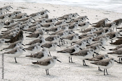Group of sea gulls at the beach of Lover's Key State Park, Florida
