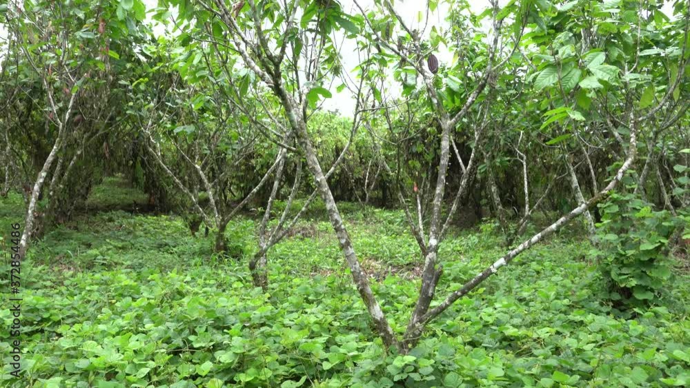 a plantation of cacao trees in the rainforest a plantation of cacao trees in the rainforest