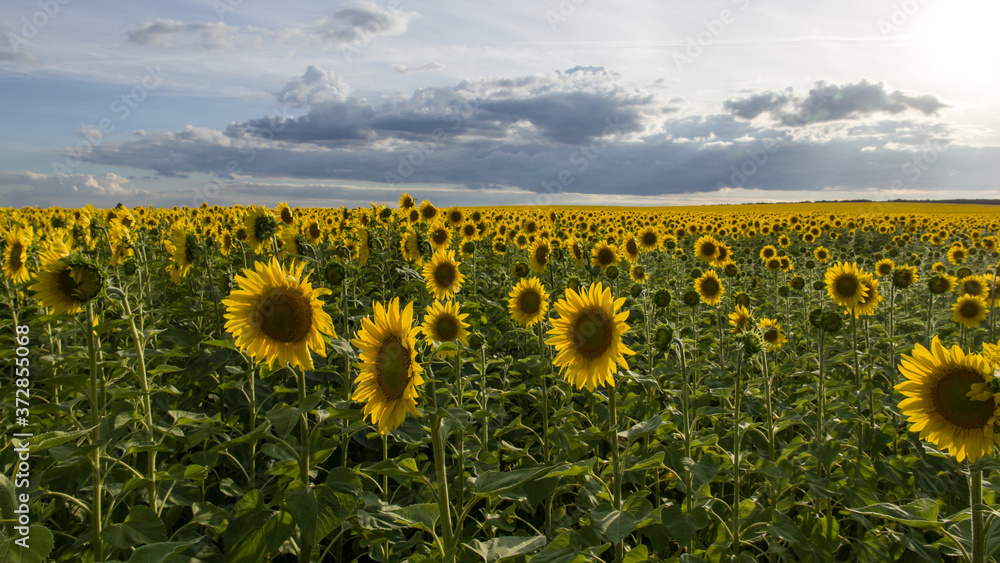 Obraz premium horizon