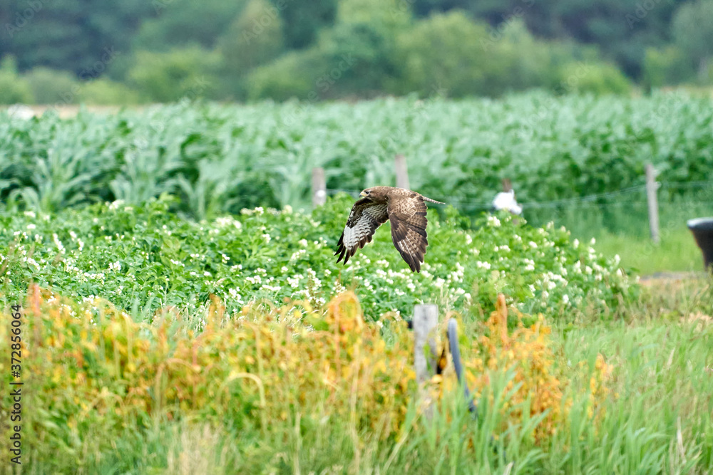 One common buzzard, buteo buteo, on spring field, one buzzard with spread wings taking, place for text