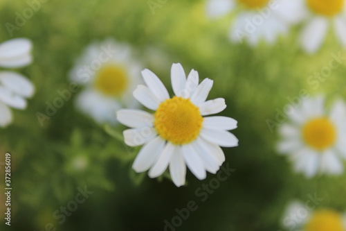 daisies in a field © Taran