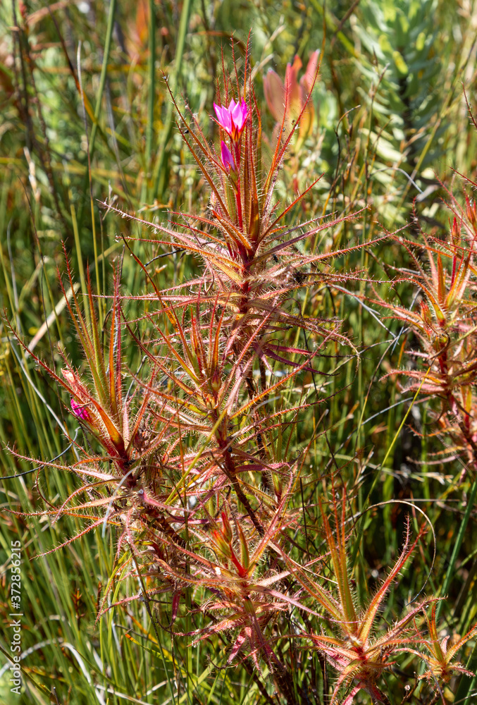 Roridula gorgonias in the mountains of Hermanus, Western Cape, South Africa Roridula gorgonias in the mountains of Hermanus, Western Cape, South Africa