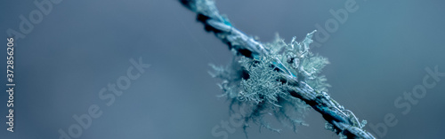 Lichen