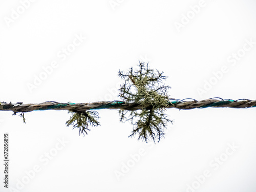 Lichen sur un fil fond blanc