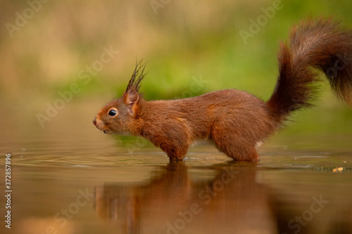 Squirrel, Red Squirrel, Rodent.