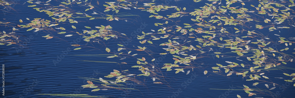 Obraz premium Water lilies and grasses in a Lochan above Loch Morar