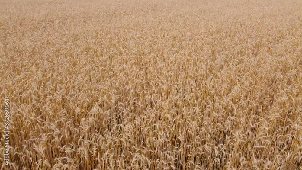 Aerial view of yellow field of ripe wheat. Agricultural work and concept of food industry. Aerial view of yellow field of ripe wheat. Agricultural work and concept of food industry.