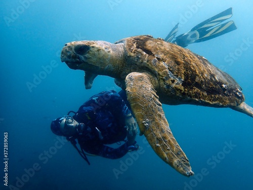 Scuba diver and a turtle