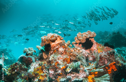 Fototapeta Naklejka Na Ścianę i Meble -  Colorful coral reef surrounded by tropical fish, healthy marine ecosystem, Raja Ampat