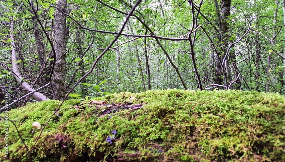 Obraz premium The gaze is focused on thickets of temperate deciduous forest, but an old log covered with green moss interferes in front.