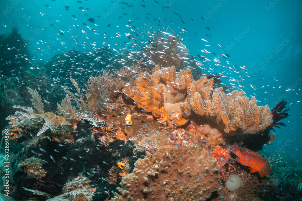 Colorful coral reef surrounded by tropical fish, healthy marine ...