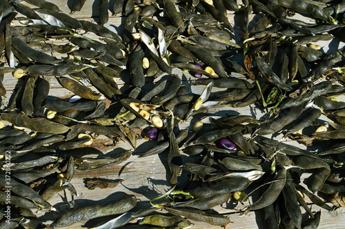 Ripe bean pods dry in the sun photo