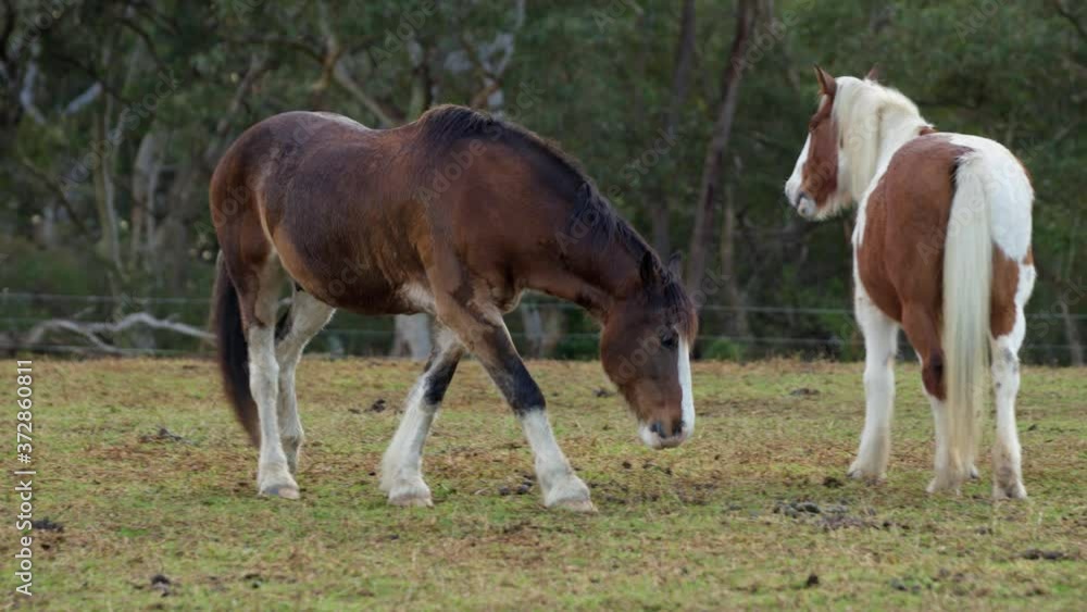 Clydesdale walking in a paddock Clydesdale walking in a paddock