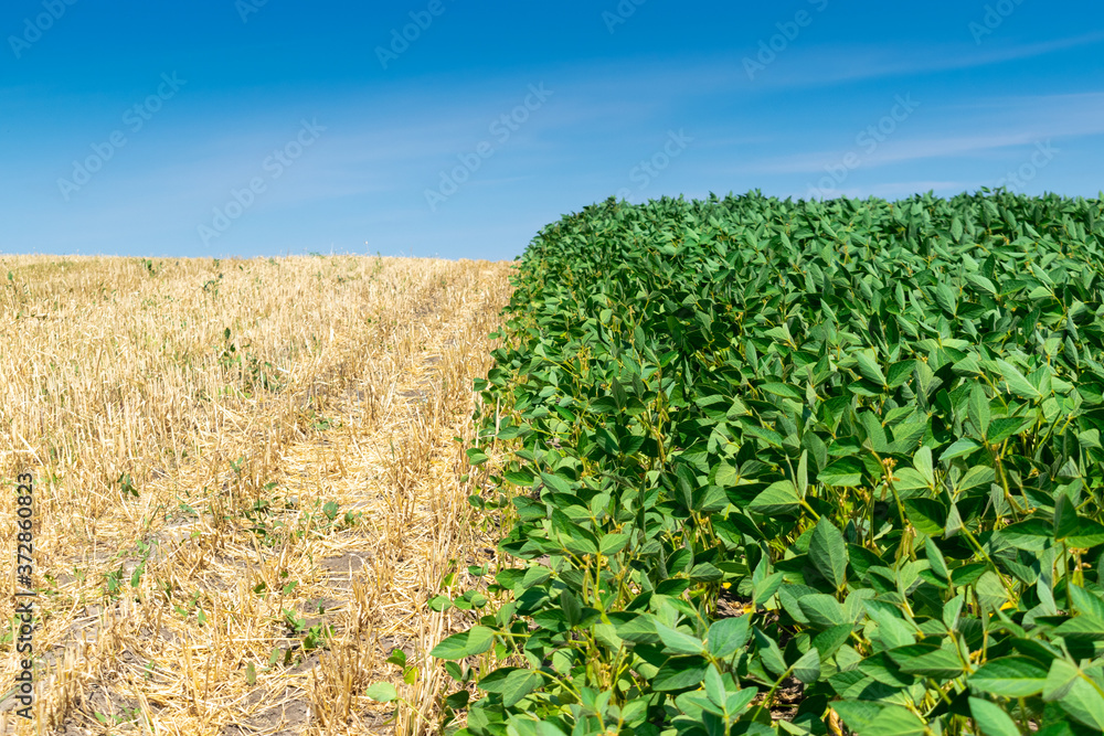 Obraz premium Soybean field in summer
