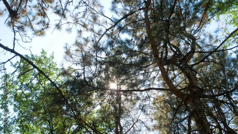 Rotate and looking up shot on pine tree wood, POV view. Beautiful daylight sunrays through top of trees, sun shines through conifer branches. Tranquil background 4K. Walking in evergreen spruce forest Rotate and looking up shot on pine tree wood, POV view. Beautiful daylight sunrays through top of trees, sun shines through conifer branches. Tranquil background 4K. Walking in evergreen spruce forest