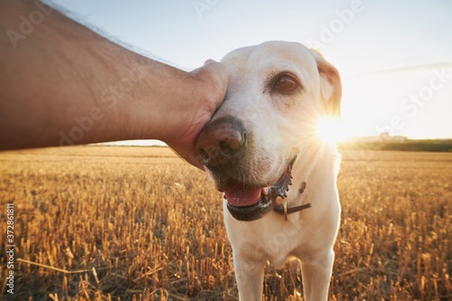 Hand of man stroking dog at sunset