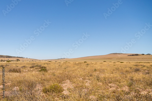 Dry Renosterveld in November close to Darling, Western Cape, South Africa