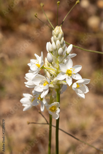 Ornithogalum thyrsoides in Renosterveld close to Darling, Western Cape, South Africa photo