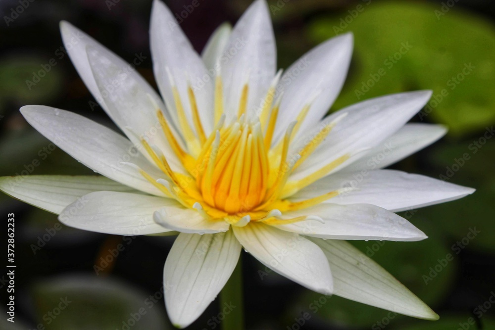 water lily in the garden water lily in the garden