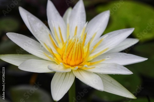 water lily in the garden