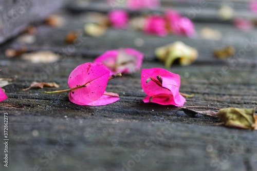pink rose petals on the ground