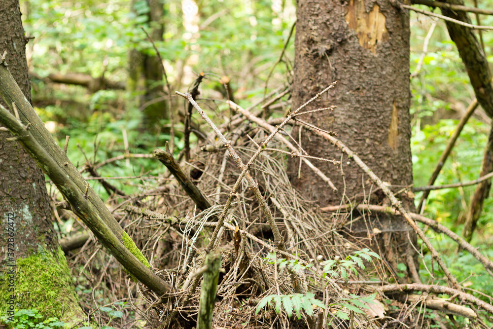 fallen trees in the forest
fallen trees in the forest