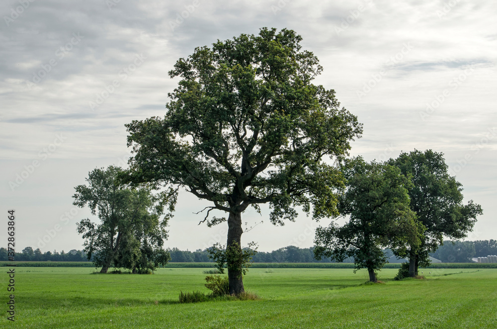 Landscape in the Salland region near Zwolle, The Netherlands, with solitary trees on a meadow with short grass under a cloudy sky