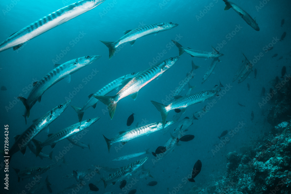 Obraz premium Tropical schooling fish in clear blue water swimming among healthy coral reef, Raja Ampat Indonesia