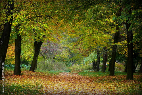 Droga wśród drzew, jesień