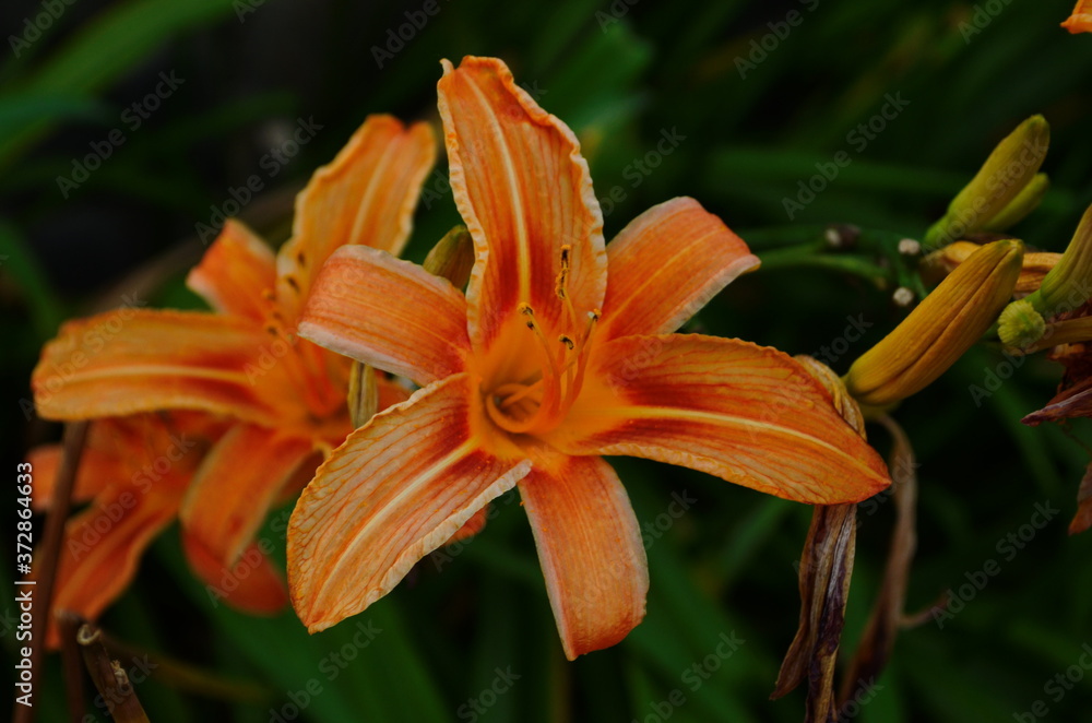 Brightly orange lily flowers. Beautiful flowers with orange petals. Brightly orange lily flowers. Beautiful flowers with orange petals.