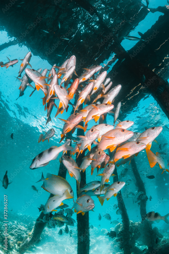 Fototapeta premium Tropical schooling fish in clear blue water swimming among healthy coral reef, Raja Ampat Indonesia