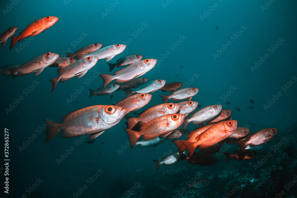 Naklejka premium Tropical schooling fish in clear blue water swimming among healthy coral reef, Raja Ampat Indonesia