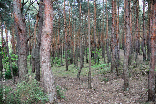 Fototapeta Naklejka Na Ścianę i Meble -  Las