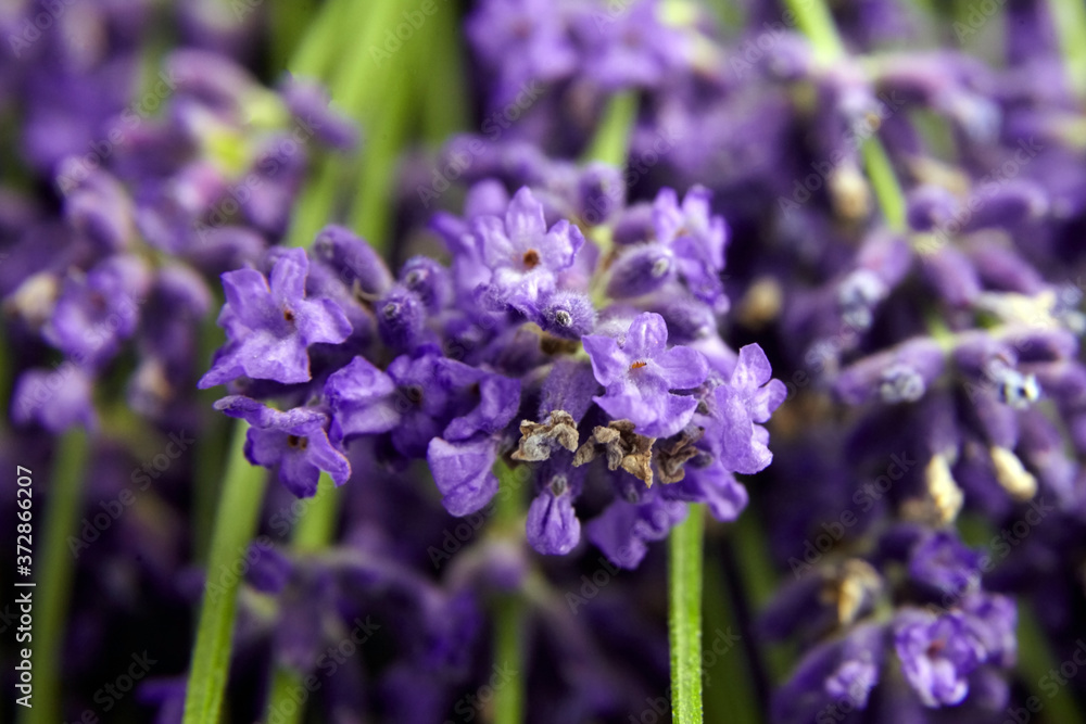 Natural lavender flowers closeup background Natural lavender flowers closeup background
