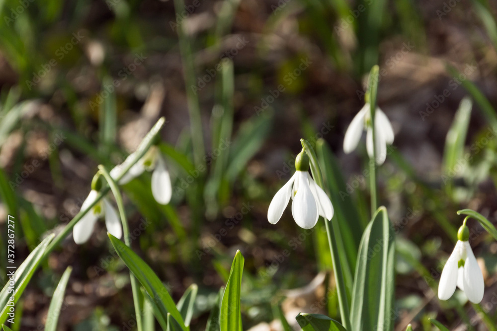 Fototapeta premium Few snowdrop petals in macro view