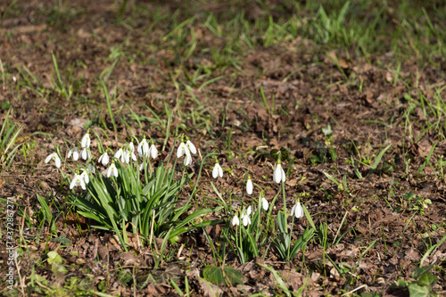 Snowdrop flowers on the field