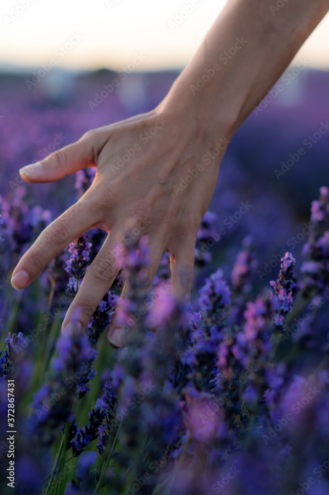 Fototapeta Vertical shot of a female's hand caressing the lavender flowers on a field in Brihuega, Spain