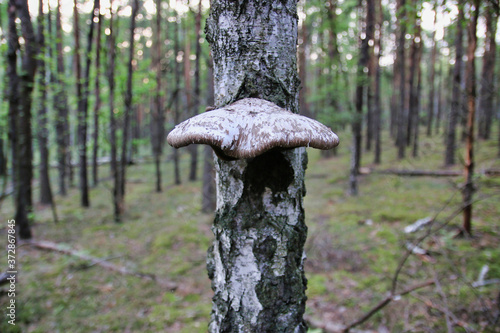 Fototapeta Naklejka Na Ścianę i Meble -  Las