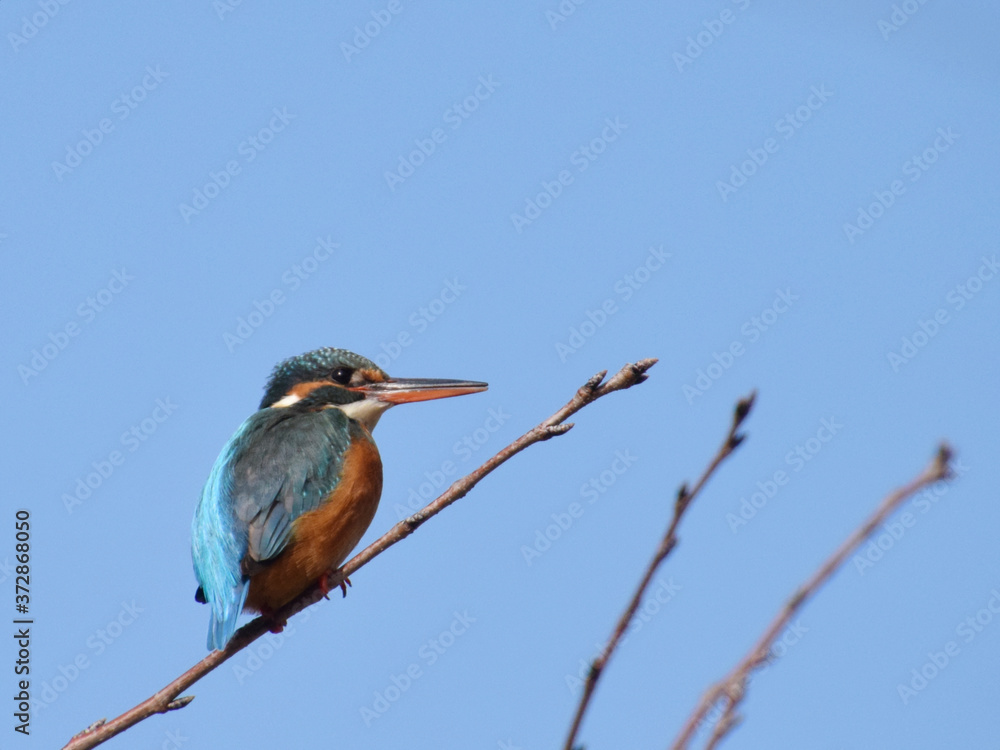 Fototapeta premium a common kingfisher on the cerry tree / 桜の木にとまるカワセミ（メス）