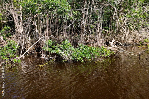 Shore of a deep brown river with green tropical plants at Everglades, National Park, Florida