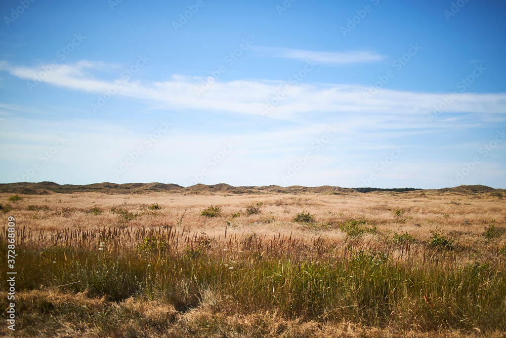 A big dry field on a sunny day