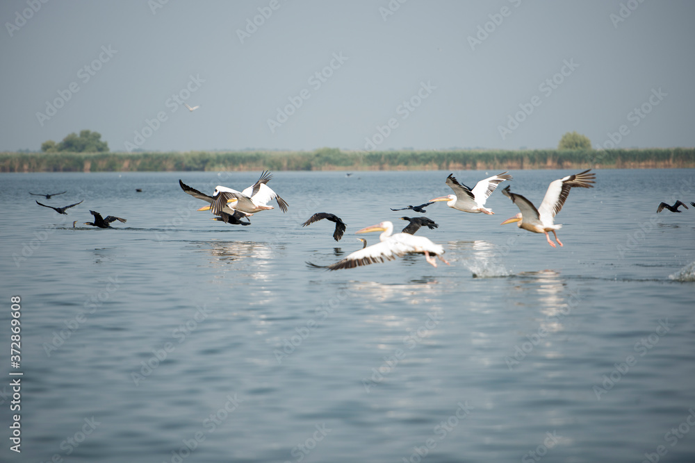 Landscape with white pelicans in Danube Delta, Romania, in a summer sunny day Landscape with white pelicans in Danube Delta, Romania, in a summer sunny day